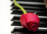 钢琴上的玫瑰花艺术图片欣赏