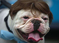 最新动物狗狗搞笑发型图