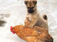 超搞笑动物图片之捉母鸡