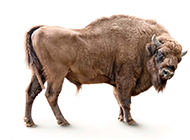 野生动物牦牛高清图片