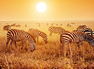 非洲草原上的斑马高清图片