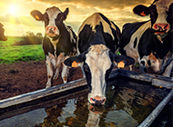 牧场喝水的奶牛图片赏析