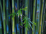 绿色清新的竹子养眼壁纸