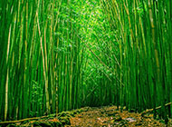 绿色清新的竹子桌面壁纸