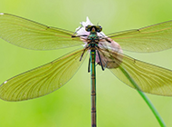 花苞上的绿蜻蜓高清图片