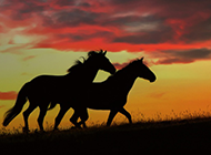 草原上的马唯美意境图片
