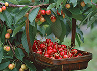 成熟的红樱桃树图片赏析