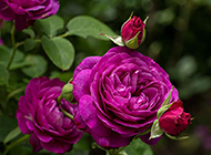 唯美的单朵紫色玫瑰图片赏析