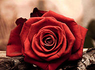 树干上的红玫瑰花朵素材