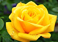 美丽的黄色玫瑰花图片素材