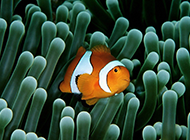 海底世界热带鱼高清桌面壁纸