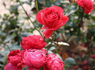 含苞待放的红玫瑰摄影图片