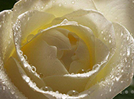 纯洁高贵的白玫瑰高清图片