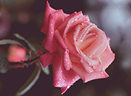 唯美的雨后粉色玫瑰图片