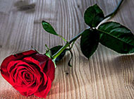 一支娇艳的红玫瑰图片素材