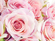 一束粉玫瑰花高清图片欣赏