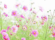 唯美的粉色花朵图片素材