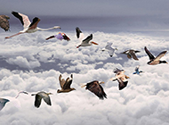 飞翔的鸟类动物壁纸图片