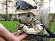 可爱的空军松鼠搞笑动物图片