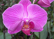 唯美的紫色蝴蝶兰高清图片赏析