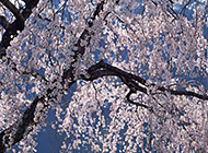 盛开的日本樱花树图赏析
