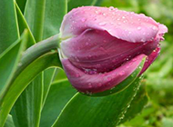 雨后的粉红郁金香图片