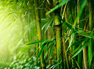 雨后翠绿的竹子高清图片