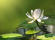 池中的白莲花图片赏析