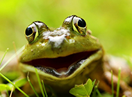 绿色的青蛙高清摄影图片