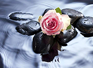 水中的粉色玫瑰图片素材