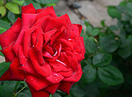 娇红欲流的红玫瑰图片欣赏