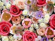 五彩缤纷的情人节玫瑰花图片