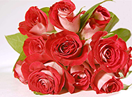 素雅唯美的红玫瑰花束图片