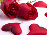 示爱的红玫瑰花高清图片素材
