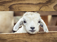 栅栏里可爱的小绵羊图片