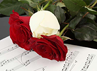 娇艳美丽的玫瑰花图片素材