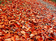 秋天的落叶超清实拍图片