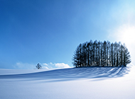 纯白梦幻的森林冬天雪景图片