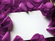 散落的唯美紫色玫瑰图片