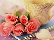 娇艳美丽的粉色玫瑰图片赏析