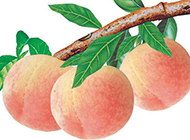中秋节成熟的桃子图片素材