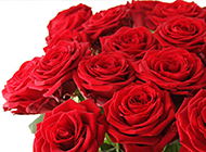 情人节红玫瑰花图片素材