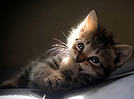 阳光下超萌的小猫图片