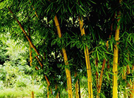夏天的竹子摄影图片