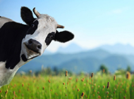 草原上可爱的奶牛图片