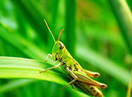 绿色的大蚂蚱高清摄影图片