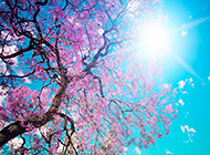 粉嫩的日本樱花唯美花卉壁纸图片