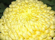 盛放的黄色菊花特写图片