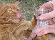 爱喝酒的猫动物搞笑照片