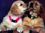 两只宠物狗狗搞笑图片